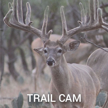 trail-cam