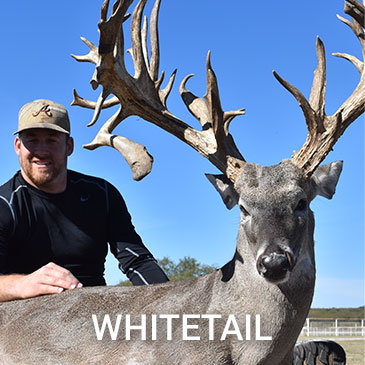 whitetail-deer-hunt