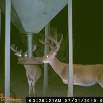 2010 Shooter Bucks