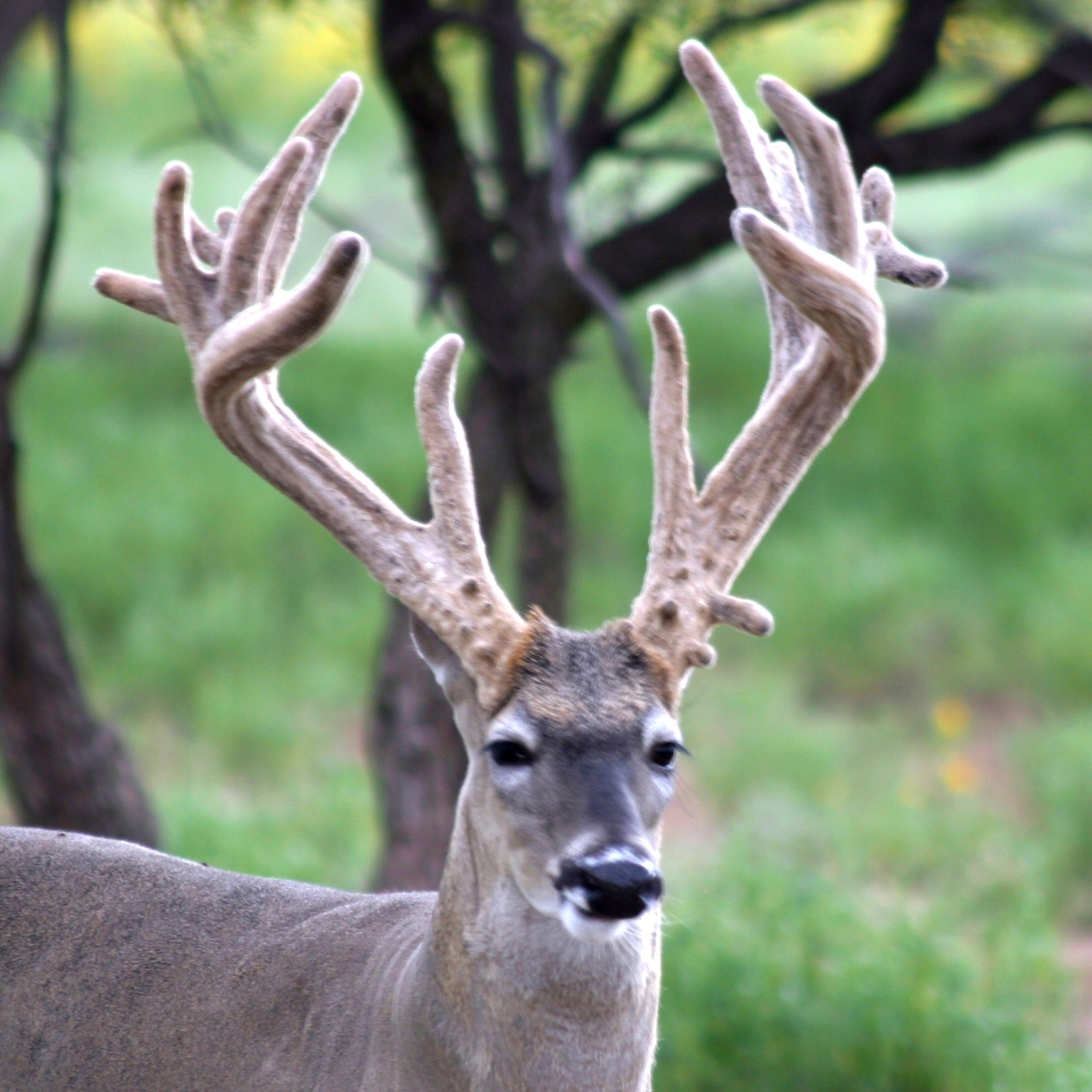 shooter-bucks-2-5-star-outfitters-texas-whitetail-hunts