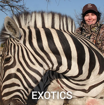 exotic-hunt-zebra