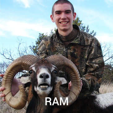 ram-goat-hunt