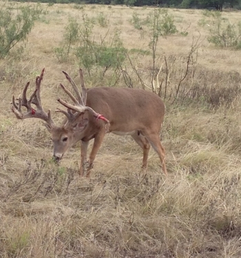 whitetail