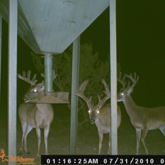 2010 Shooter Bucks