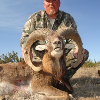 Mouflon