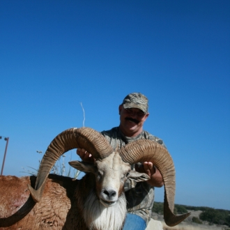 Transcaspian Urial