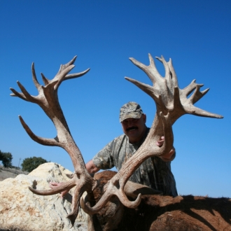 Red Stag