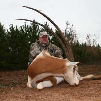 43" Oryx bull