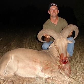 Aoudad