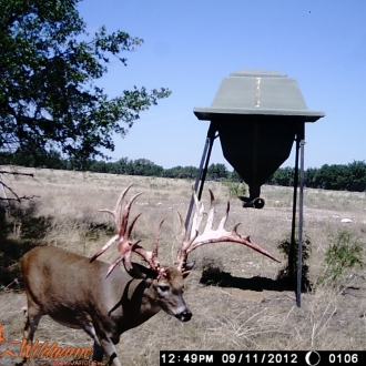 Game Camera Pics 2012 025