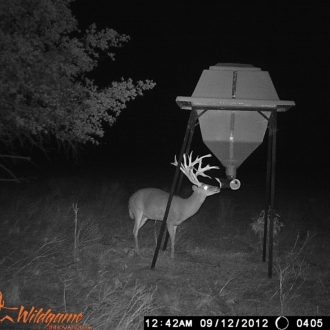 Game Camera Pics 2012 257