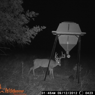 Game Camera Pics 2012 275