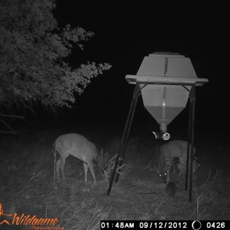 Game Camera Pics 2012 278