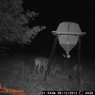 Game Camera Pics 2012 281