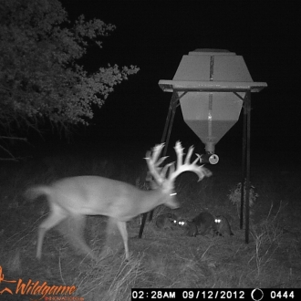 Game Camera Pics 2012 296