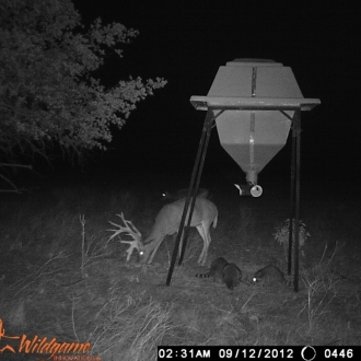 Game Camera Pics 2012 298