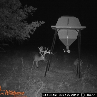 Game Camera Pics 2012 329