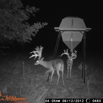 Game Camera Pics 2012 332