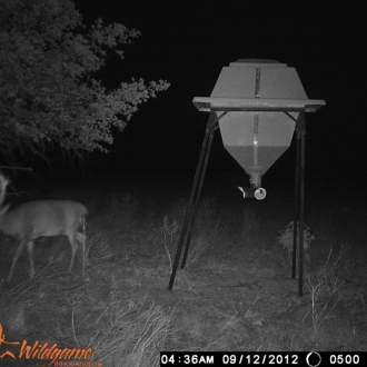 Game Camera Pics 2012 352