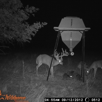 Game Camera Pics 2012 364