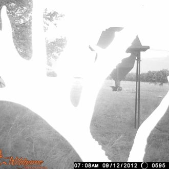 Game Camera Pics 2012 447