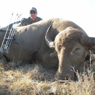 Water Buffalo