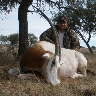 37" Oryx