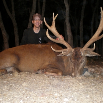 Trophy Red Stag