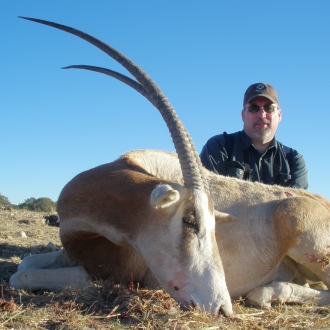 36" Oryx Bull