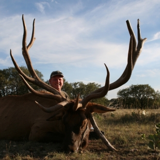 385"+ SCI Red Stag