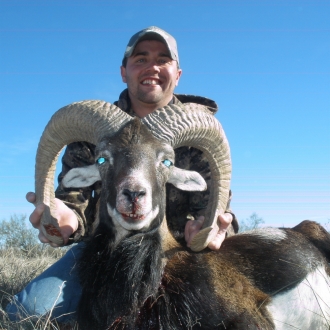 Trophy Mouflon