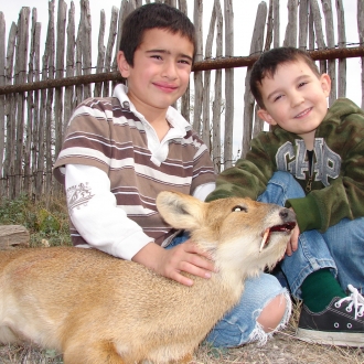 Trophy Chinese Water Deer