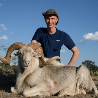 Trophy Dall Sheep