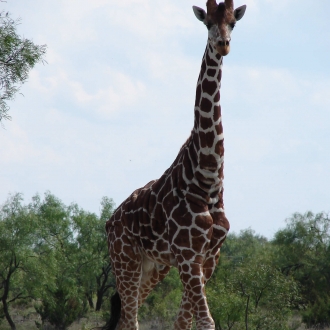 giraffe2