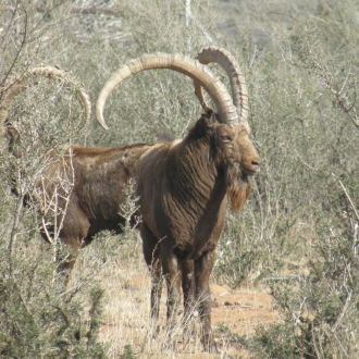 ibex000