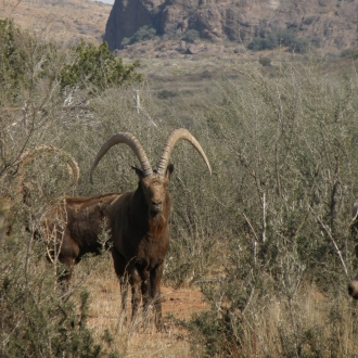 ibex111