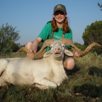 Trophy Dall Sheep