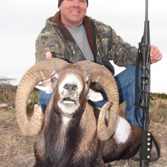 Trophy Mouflon