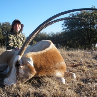 43" Oryx bull