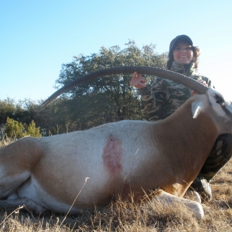 43" Oryx bull