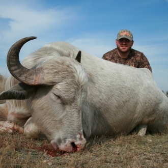 rawson oryx buffalo 078