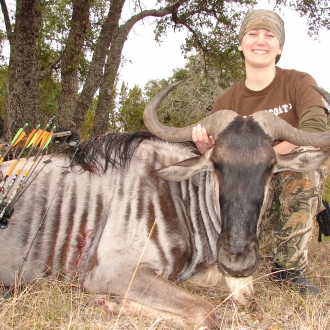 Trophy Wildebeest